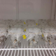 Imagen para el artículo titulado La esperanza de vida de las abejas se ha reducido a la mitad de lo que vivían en los 70